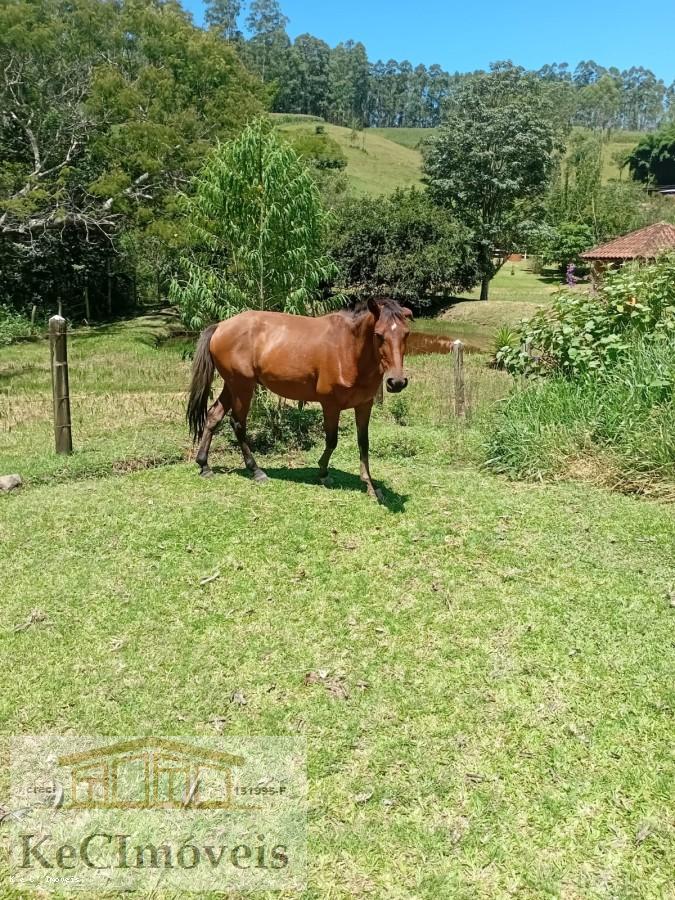 Sítio, 2 quartos, 2 hectares - Foto 4