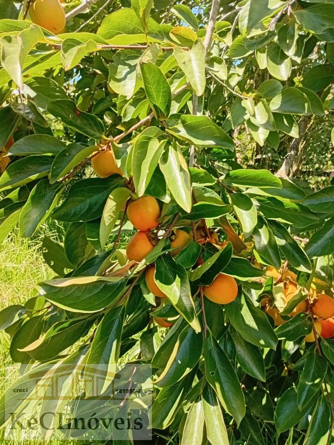 Sítio, 2 quartos, 2 hectares - Foto 5