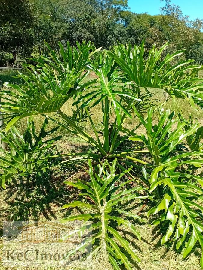 Sítio, 2 quartos, 2 hectares - Foto 17