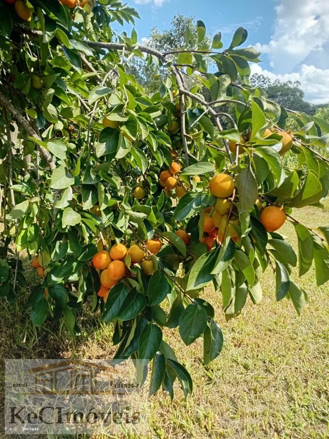 Sítio, 2 quartos, 2 hectares - Foto 31