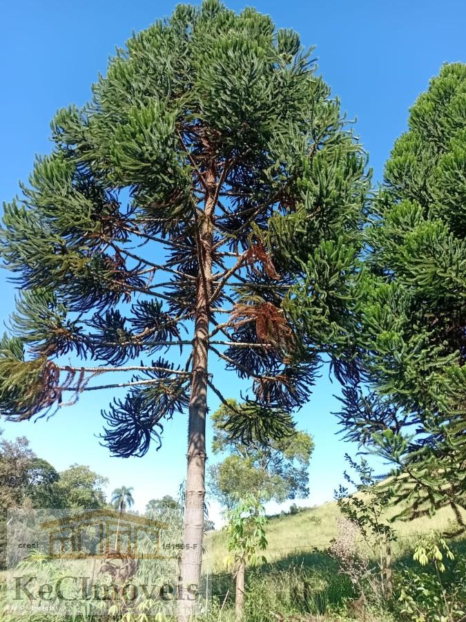 Sítio, 2 quartos, 2 hectares - Foto 32